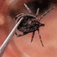 Клещи – небезопасные насекомые